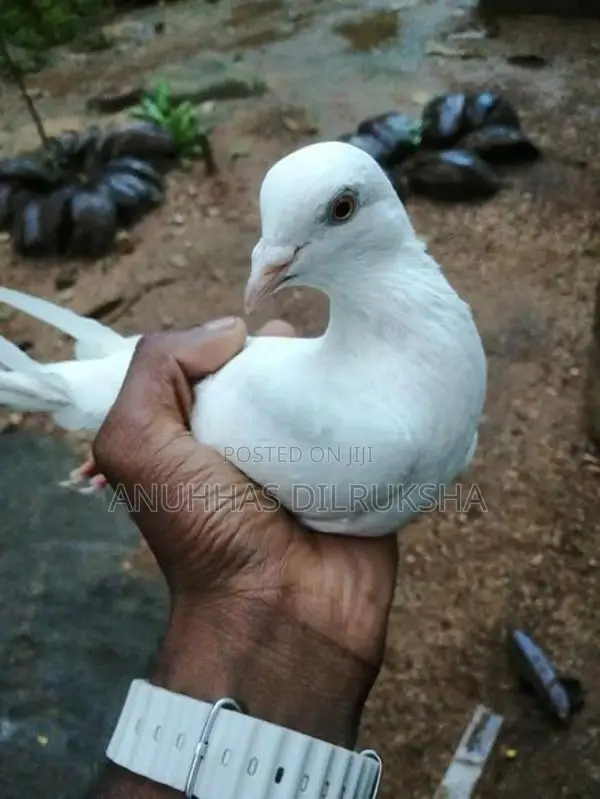 Pigeons
