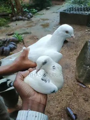 Pigeons
