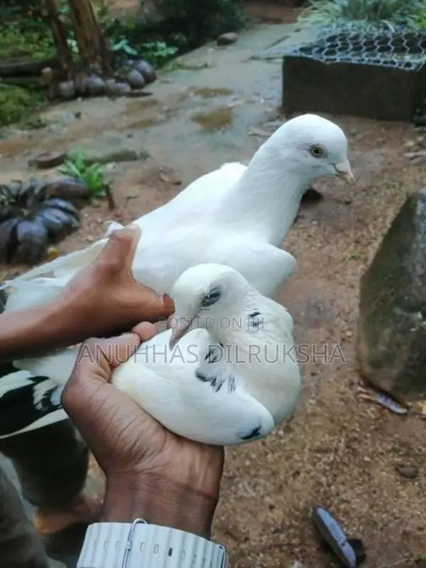 Pigeons