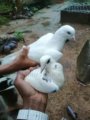 Pigeons