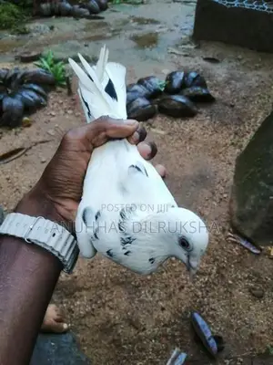 Pigeons