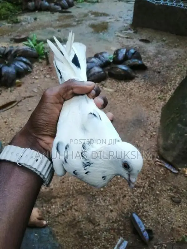 Pigeons