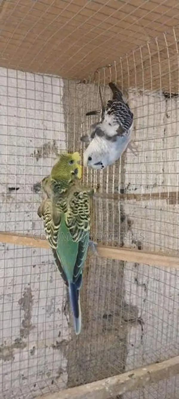 Lovebirds