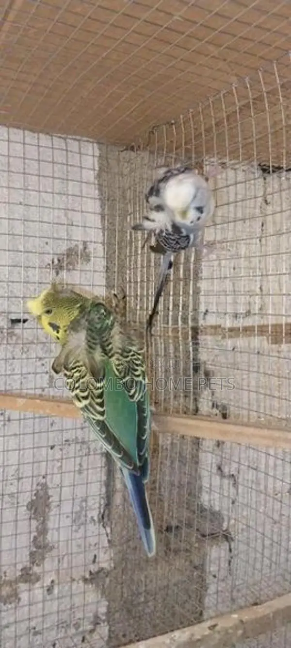 Lovebirds