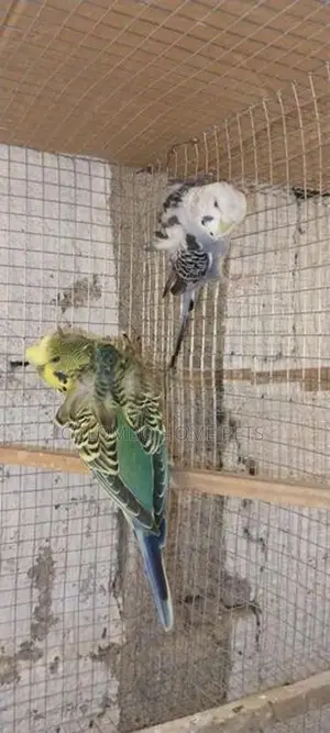 Lovebirds
