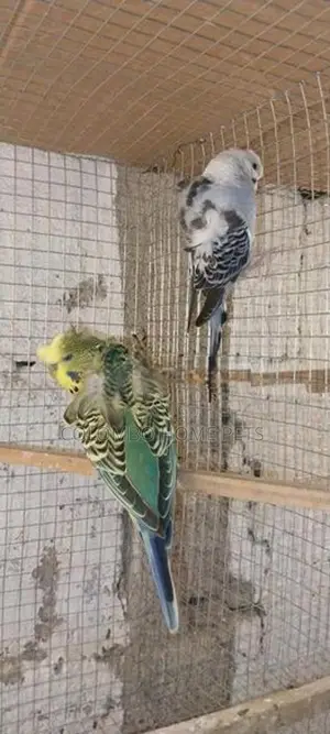 Lovebirds