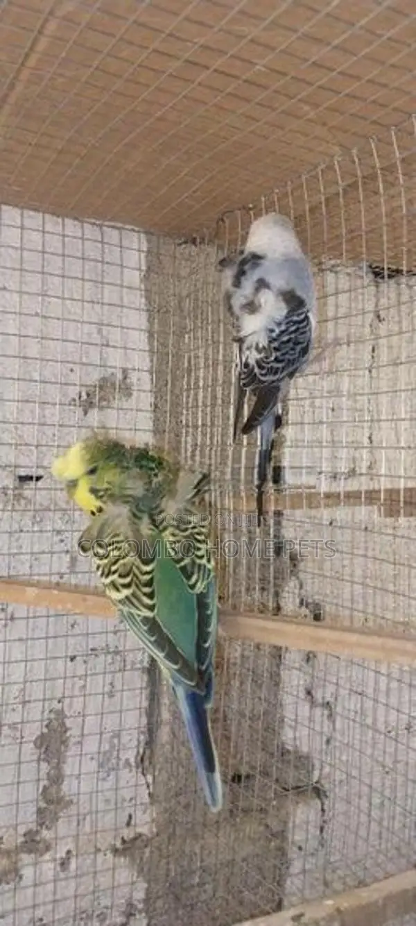 Lovebirds