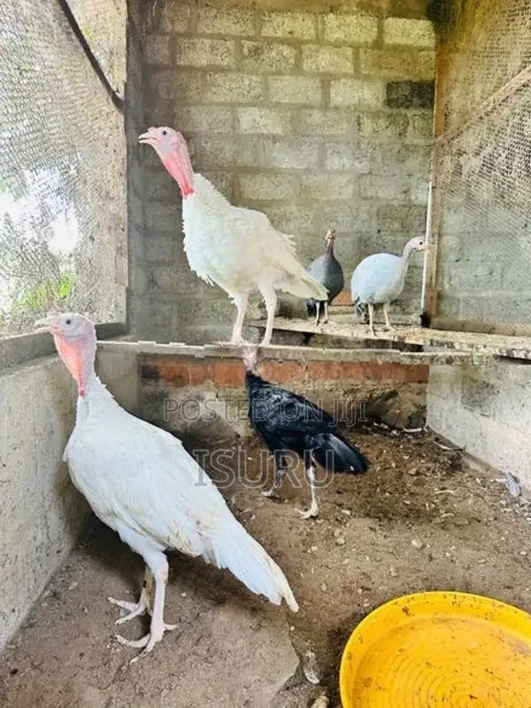 Turkey