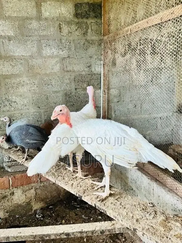 Turkey