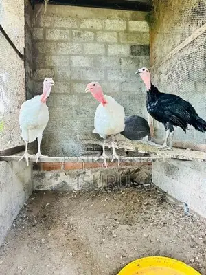 Turkey