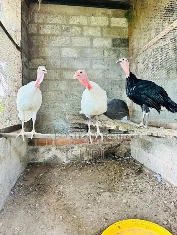 Turkey