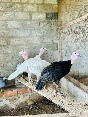 Turkey