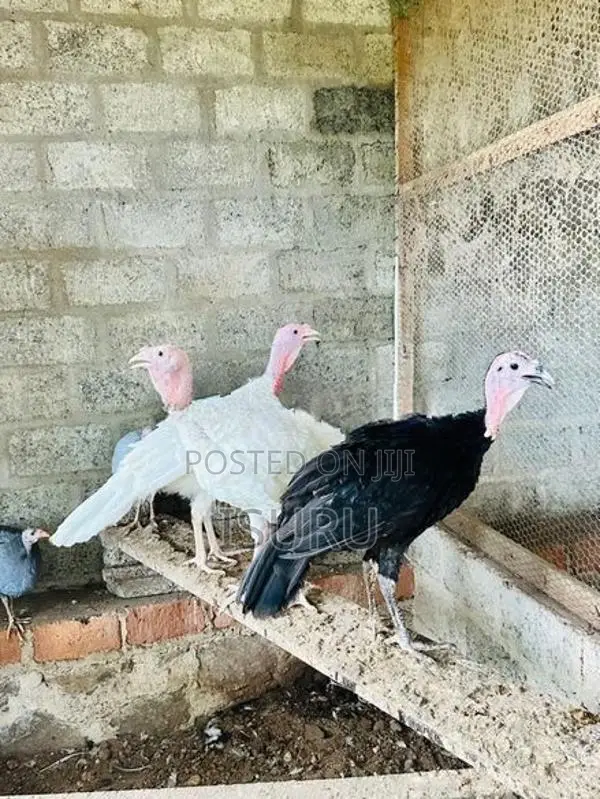 Turkey