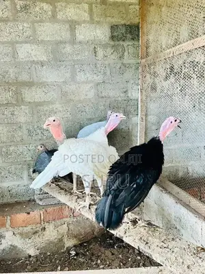 Turkey