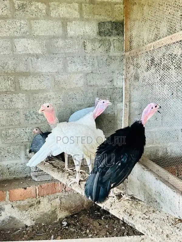 Turkey