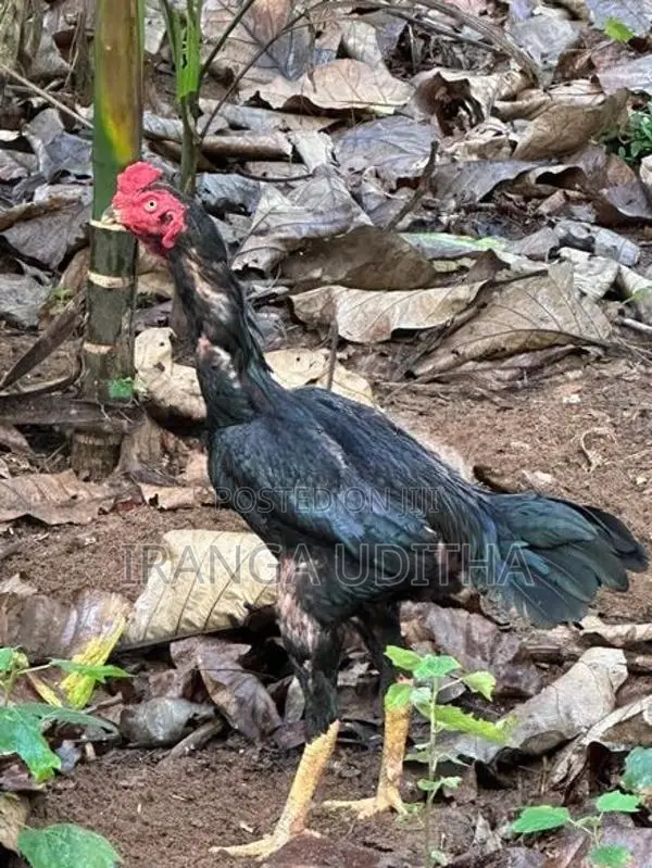 Parana Aara Kalu Daththa - Rooster