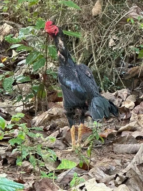 Parana Aara Kalu Daththa - Rooster