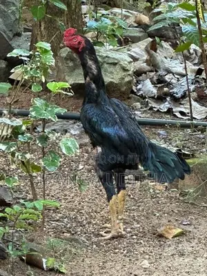Parana Aara Kalu Daththa - Rooster