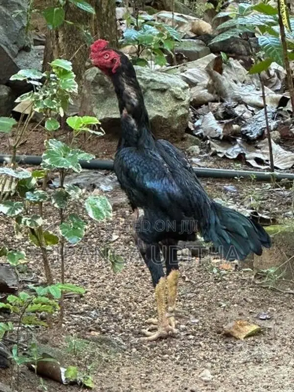 Parana Aara Kalu Daththa - Rooster