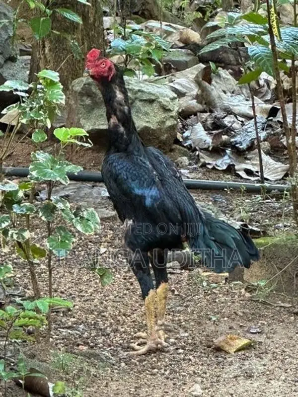 Parana Aara Kalu Daththa - Rooster