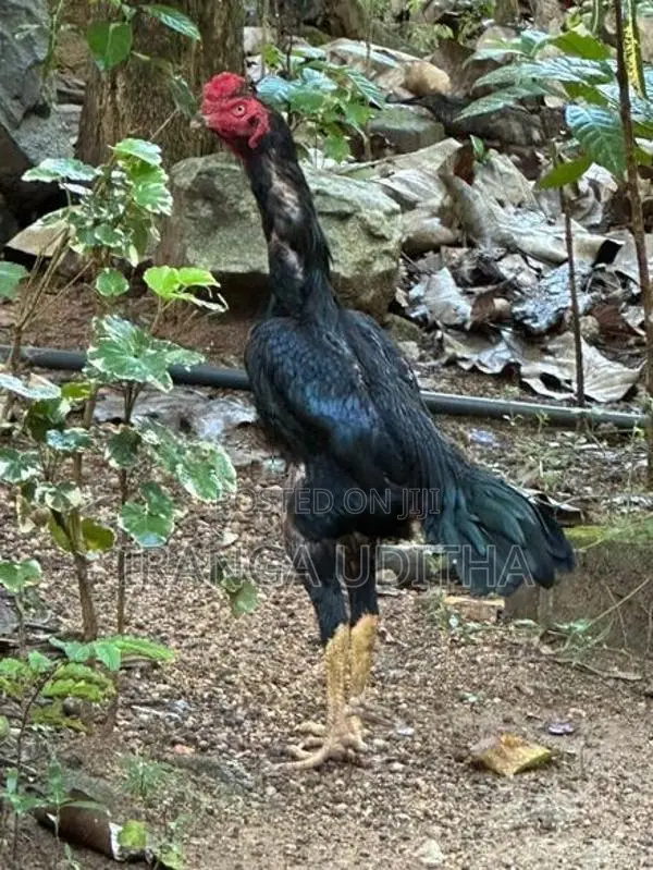 Parana Aara Kalu Daththa - Rooster