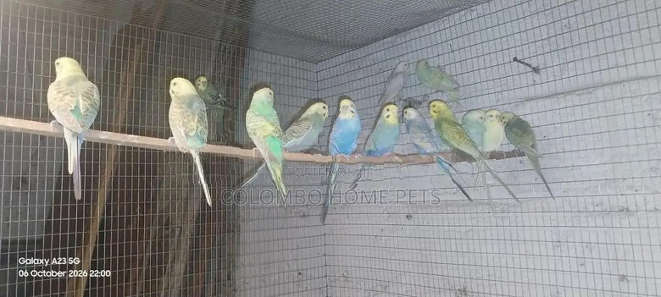 Lovebirds