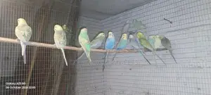 Lovebirds
