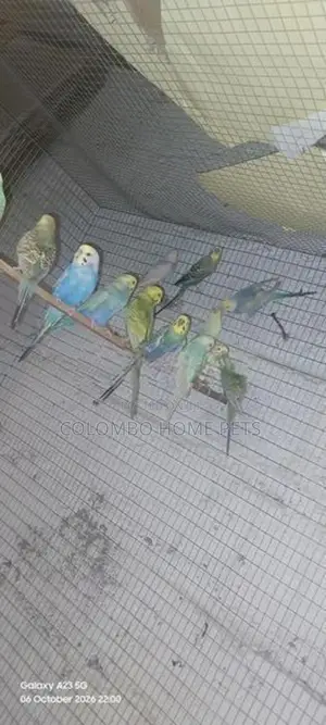 Lovebirds
