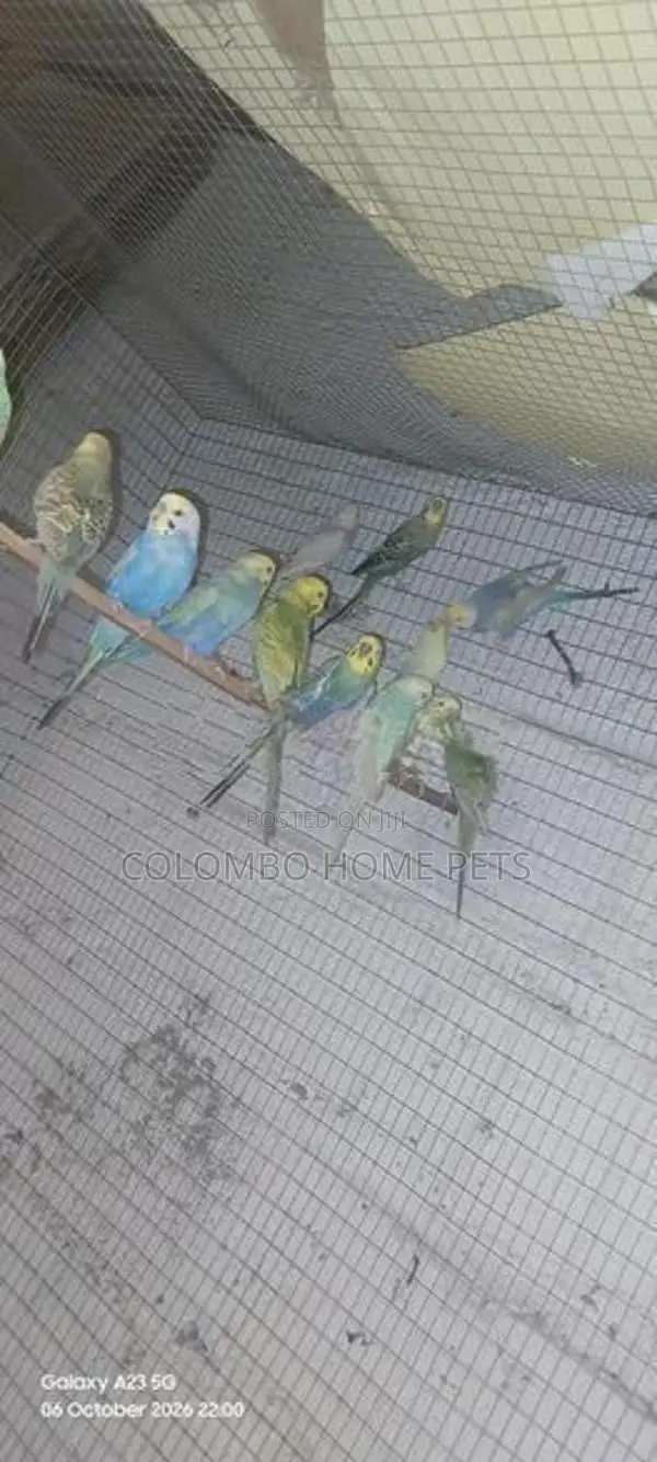 Lovebirds