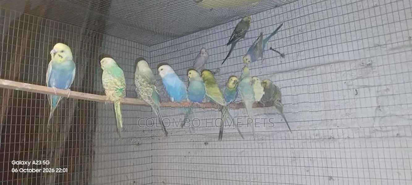 Lovebirds