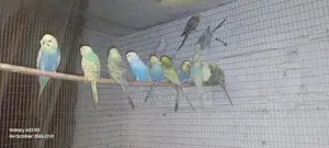 Lovebirds