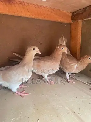 Pigeons