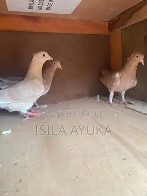 Pigeons