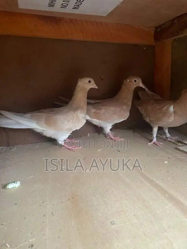 Pigeons