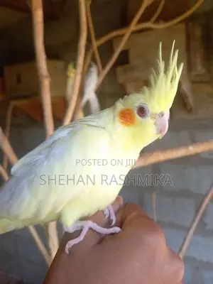 Cocktail bird
