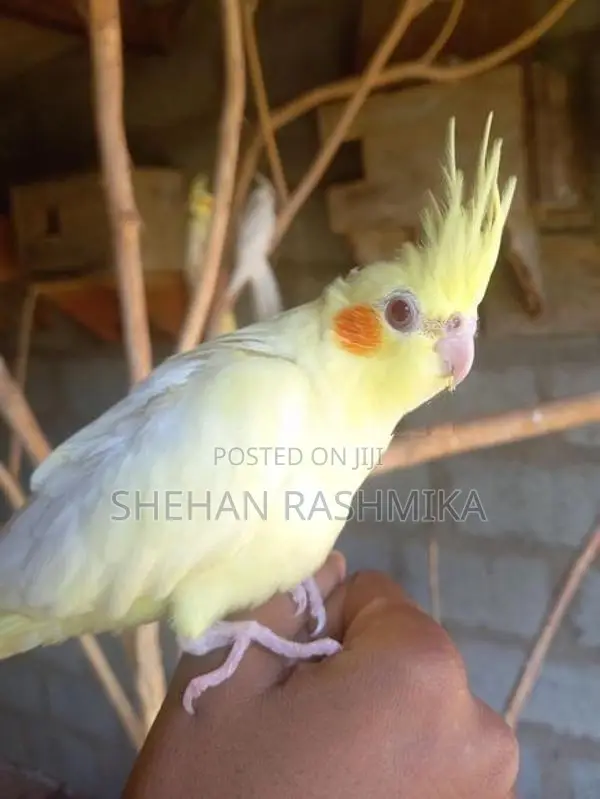 Cocktail bird