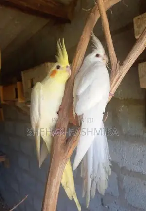 Cocktail bird
