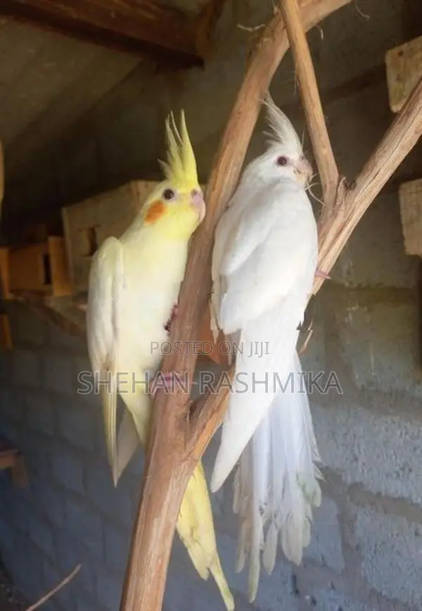 Cocktail bird