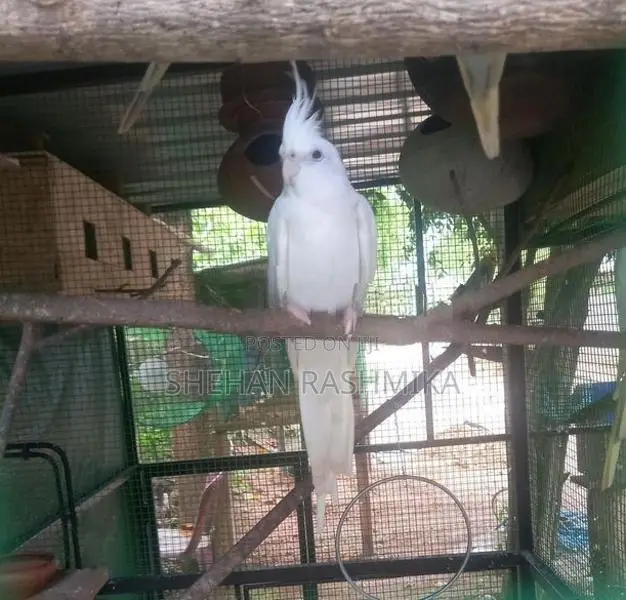 Cocktail bird