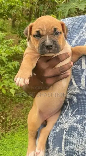 American Bully XL Puppies