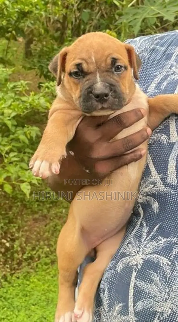 American Bully XL Puppies