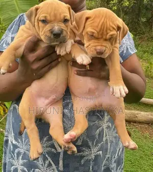 American Bully XL Puppies
