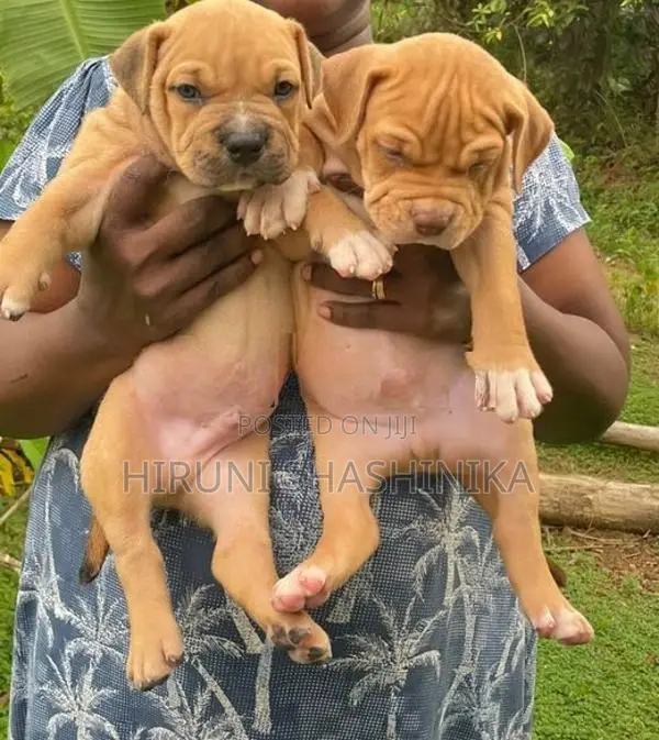 American Bully XL Puppies