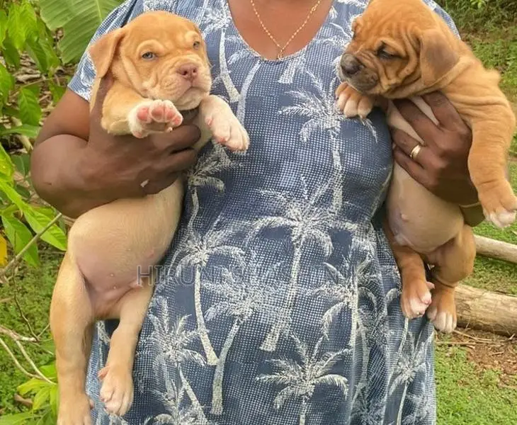 American Bully XL Puppies