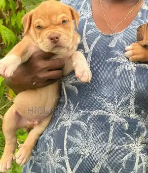 American Bully XL Puppies