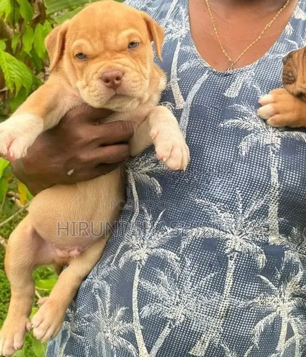 American Bully XL Puppies