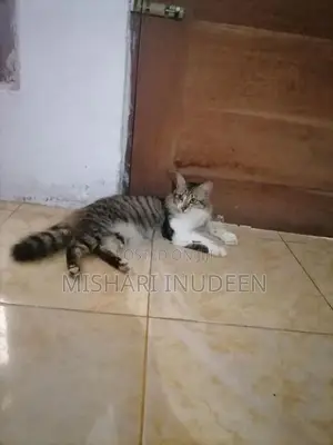 Half Persian Mixed