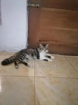 Half Persian Mixed