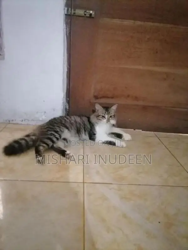 Half Persian Mixed