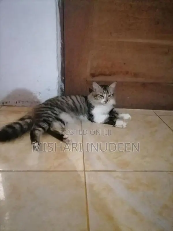 Half Persian Mixed